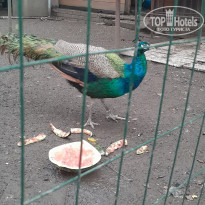 фото из отзыва ID 2743012