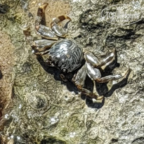 фото из отзыва ID 2743045