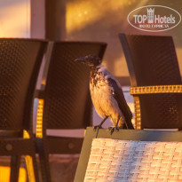 фото из отзыва ID 2743044