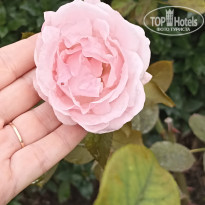 фото из отзыва ID 2743167