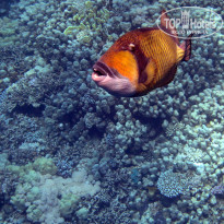 фото из отзыва ID 2741655