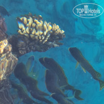 фото из отзыва ID 2742817