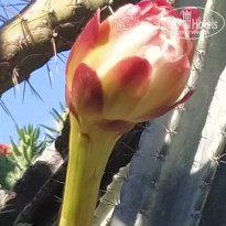 фото из отзыва ID 2743669