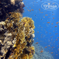 фото из отзыва ID 2743890