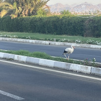 фото из отзыва ID 2743949