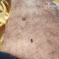 фото из отзыва ID 2744132