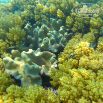 фото из отзыва ID 2744107