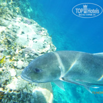 фото из отзыва ID 2744328