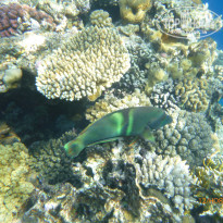 фото из отзыва ID 2744328