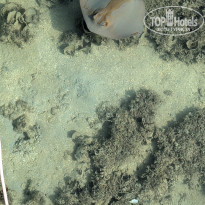 фото из отзыва ID 2744423