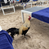 фото из отзыва ID 2744482