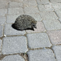 фото из отзыва ID 2744869