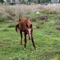 фото из отзыва ID 2745098