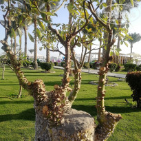 фото из отзыва ID 2745298