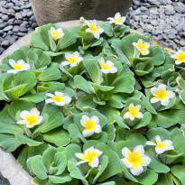 фото из отзыва ID 2745579