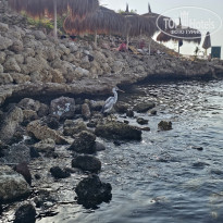 фото из отзыва ID 2745599