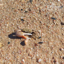 фото из отзыва ID 2745842