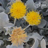 фото из отзыва ID 2745879