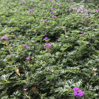 фото из отзыва ID 2745914