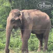 фото из отзыва ID 2746170