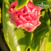 фото из отзыва ID 2746175