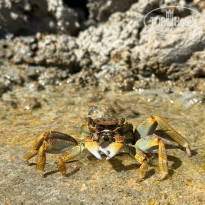 фото из отзыва ID 2746193