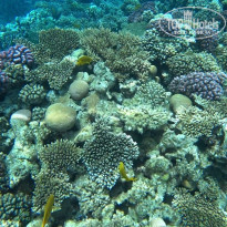 фото из отзыва ID 2746193