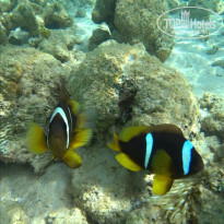 фото из отзыва ID 2746193