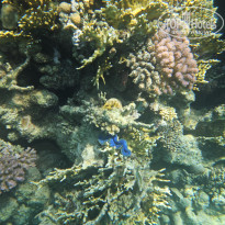 фото из отзыва ID 2746445