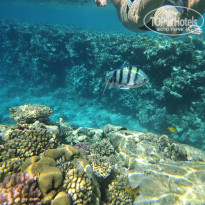 фото из отзыва ID 2746445