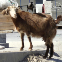 фото из отзыва ID 2746567