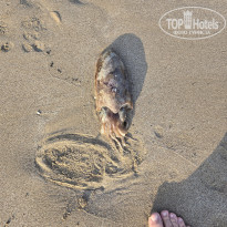 фото из отзыва ID 2746567