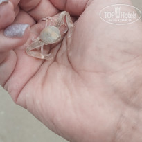 фото из отзыва ID 2746712