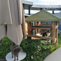 фото из отзыва ID 2747153