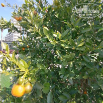 фото из отзыва ID 2747153