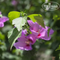 фото из отзыва ID 2747359