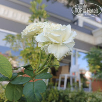 фото из отзыва ID 2747622