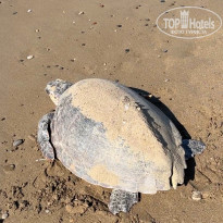 фото из отзыва ID 2747658