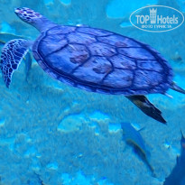 фото из отзыва ID 2747661