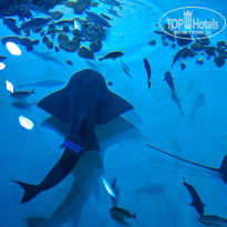 фото из отзыва ID 2747661