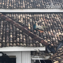 фото из отзыва ID 2747773