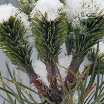 фото из отзыва ID 2747775