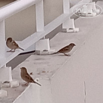 фото из отзыва ID 2748287