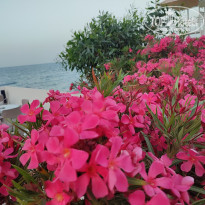 фото из отзыва ID 2749081