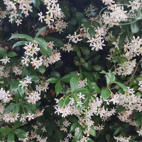 фото из отзыва ID 2749081