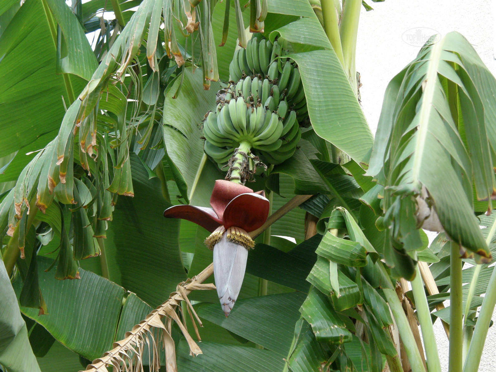 Пальмы бананы Хоста