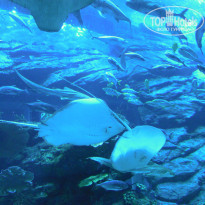 фото из отзыва ID 463946