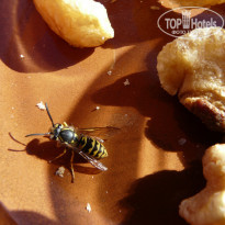 фото из отзыва ID 472022