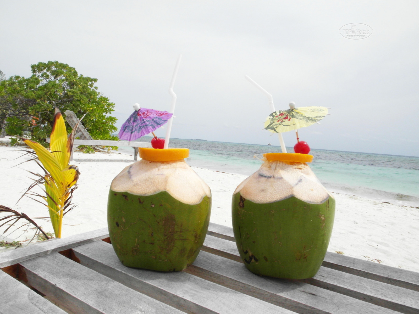 Fun island. Мальдивы Кокос. Фото с кокосом на Мальдивах. Мальдивский Кокос Эстетика. Кокосовые крысы на Мальдивах.