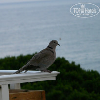 фото из отзыва ID 585818